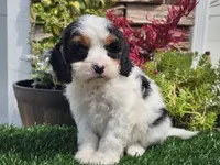 Gemma, a female Cavapoo for sale in Boyden, IA – 2 of 10