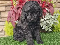 Willow, a female Goldendoodle for sale in Boyden, IA – 7 of 10