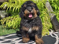 Suki, a male Miniature Bernedoodle for sale in Boyden, IA – 8 of 9