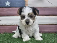 Kolja, a female Morkie for sale in Boyden, IA – 2 of 10