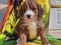 Sailor, a female Miniature Bernedoodle for sale in Boyden, IA – 10 of 10