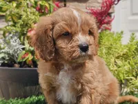 Gideon, a male Cavapoo for sale in Boyden, IA – 10 of 10