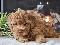 Kai, a female Cavapoo for sale in Boyden, IA – 6 of 10