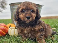 Benny, a male Havapoo for sale in Boyden, IA – 1 of 10