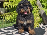 Suki, a male Miniature Bernedoodle for sale in Boyden, IA – 6 of 9
