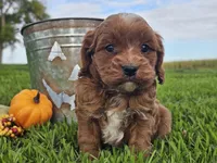 Oliver, a male Cavapoo for sale in Boyden, IA – 2 of 10