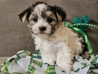 Nik, a male Morkie for sale in Boyden, IA – Photo 9 of 10