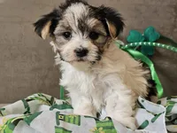 Nik, a male Morkie for sale in Boyden, IA – Photo 7 of 10