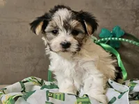 Nik, a male Morkie for sale in Boyden, IA – Photo 8 of 10