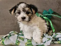 Nik, a male Morkie for sale in Boyden, IA – Photo 10 of 10