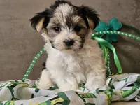 Nik, a male Morkie for sale in Boyden, IA – Photo 2 of 10