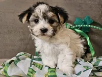 Nik, a male Morkie for sale in Boyden, IA – Photo 5 of 10