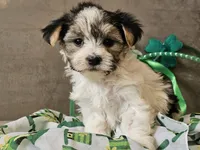 Nik, a male Morkie for sale in Boyden, IA – Photo 6 of 10