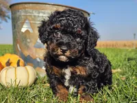 Brandy, a female Havapoo for sale in Boyden, IA – 8 of 10