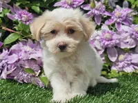 Callie, a female Havapoo for sale in Boyden, IA – 1 of 10