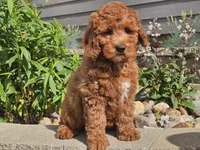 Felicia , a female Cockapoo for sale in Boyden, IA – 5 of 10