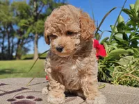 Imani , a male Havapoo for sale in Boyden, IA – 10 of 10