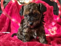 processed/b2c8a5ab-a85d-4975-92e4-a70215ce169d/listing/ef7fe47e-ae55-4141-b71b-4cfa73dfd0b2/38654d80-9c75-42ce-afad-d077a39879a0