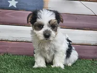 Kolja, a female Morkie for sale in Boyden, IA – 9 of 10