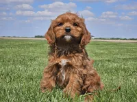 Monty, a male Cavapoo for sale in Boyden, IA – 6 of 10