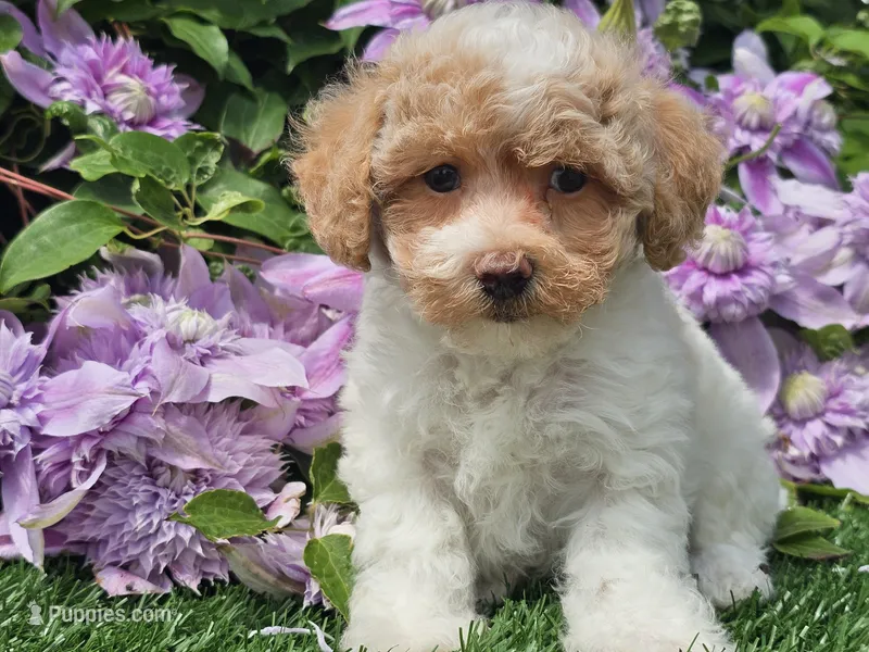 Cardi – Havapoo puppy for sale in Boyden, IA