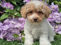 Cardi, a female Havapoo for sale in Boyden, IA – 1 of 10