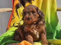 Stitch, a male Miniature Bernedoodle for sale in Boyden, IA – 9 of 10