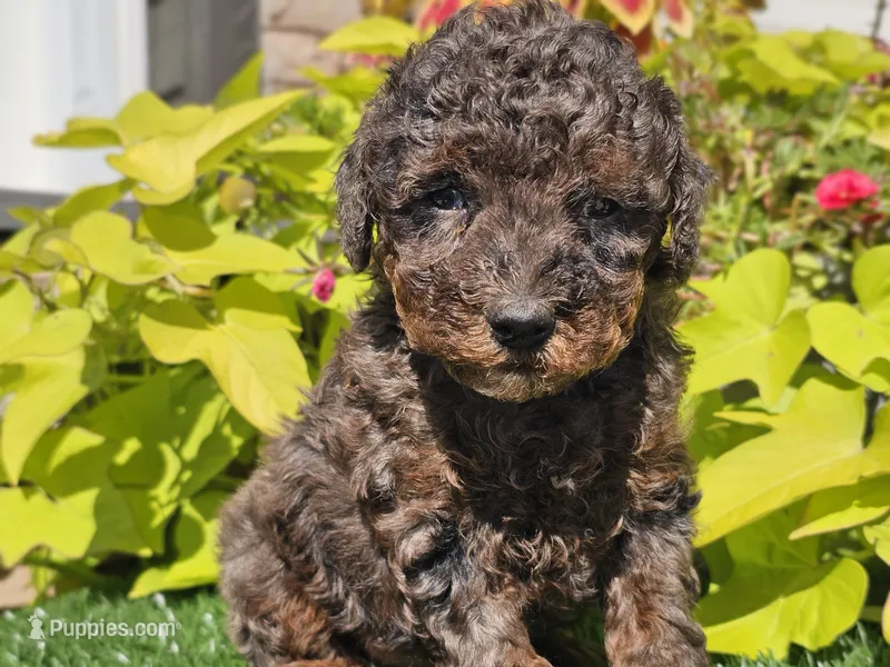 Pebbles – Poodle - Miniature  puppy for sale in Boyden, IA