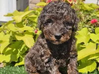 Pebbles, a male Poodle - Miniature  for sale in Boyden, IA – 1 of 10