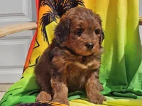 Sirius, a male Miniature Bernedoodle for sale in Boyden, IA – 6 of 10