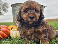 Benny, a male Havapoo for sale in Boyden, IA – 10 of 10
