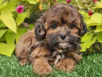 Nugget, a male Shihpoo for sale in Boyden, IA – 8 of 10