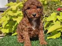 Phoenix , a male Poodle - Miniature  for sale in Boyden, IA – 10 of 10