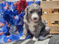 Keksi, a female Bernedoodle for sale in Boyden, IA – 10 of 10