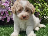 Skipper, a male Havapoo for sale in Boyden, IA – 2 of 10