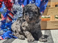Klio, a male Bernedoodle for sale in Boyden, IA – 3 of 10