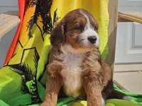 Sailor, a female Miniature Bernedoodle for sale in Boyden, IA – 8 of 10
