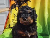 Suki, a male Miniature Bernedoodle for sale in Boyden, IA – 3 of 10