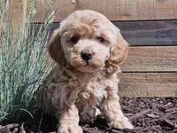 Raya, a female Havapoo for sale in Boyden, IA – 2 of 10