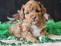 Elsa, a female Miniature Aussiedoodle for sale in Boyden, IA – Photo 4 of 10