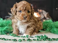 Elsa, a female Miniature Aussiedoodle for sale in Boyden, IA – Photo 3 of 10
