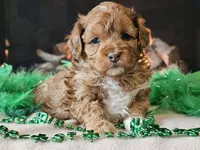 Elsa, a female Miniature Aussiedoodle for sale in Boyden, IA – Photo 8 of 10