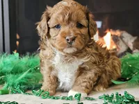 Elsa, a female Miniature Aussiedoodle for sale in Boyden, IA – Photo 1 of 10
