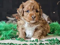 Elsa, a female Miniature Aussiedoodle for sale in Boyden, IA – Photo 6 of 10