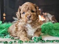 Elsa, a female Miniature Aussiedoodle for sale in Boyden, IA – Photo 10 of 10