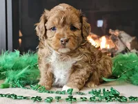 Elsa, a female Miniature Aussiedoodle for sale in Boyden, IA – Photo 7 of 10