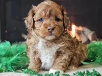 Elsa, a female Miniature Aussiedoodle for sale in Boyden, IA – Photo 9 of 10
