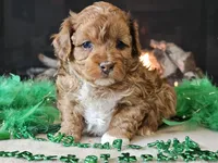 Elsa, a female Miniature Aussiedoodle for sale in Boyden, IA – Photo 2 of 10