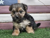 Keegan , a male Morkie for sale in Boyden, IA – 4 of 10