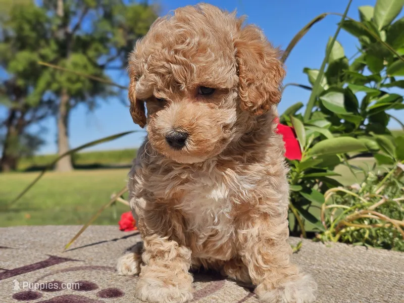 Imani  – Havapoo puppy for sale in Boyden, IA
